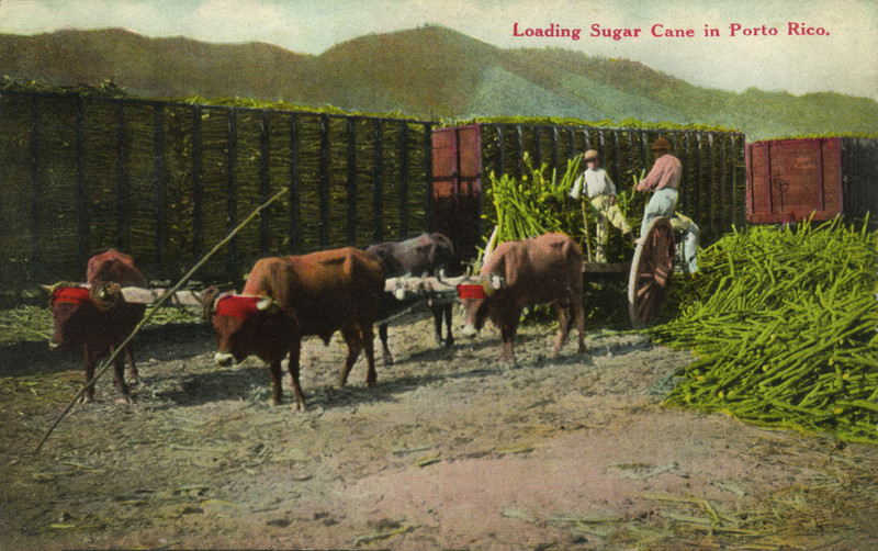 LoadingSugarCane.jpg