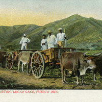 Transporting Sugar Cane by Ox-cart