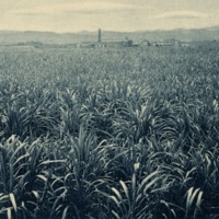 Sugar Cane &amp; Mill. Detail from real-photo<br /><br />
lithographic postcard c.1920, 