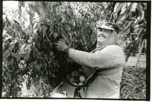 Puerto Rican Peach Farmer